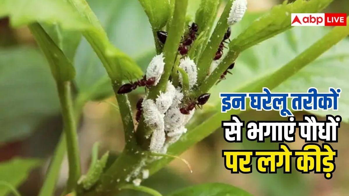 पौधों में कीड़े लग जाएं तो तुरंत आजमाएं ये घरेलू तरीके, कभी नहीं होगी दिक्कत