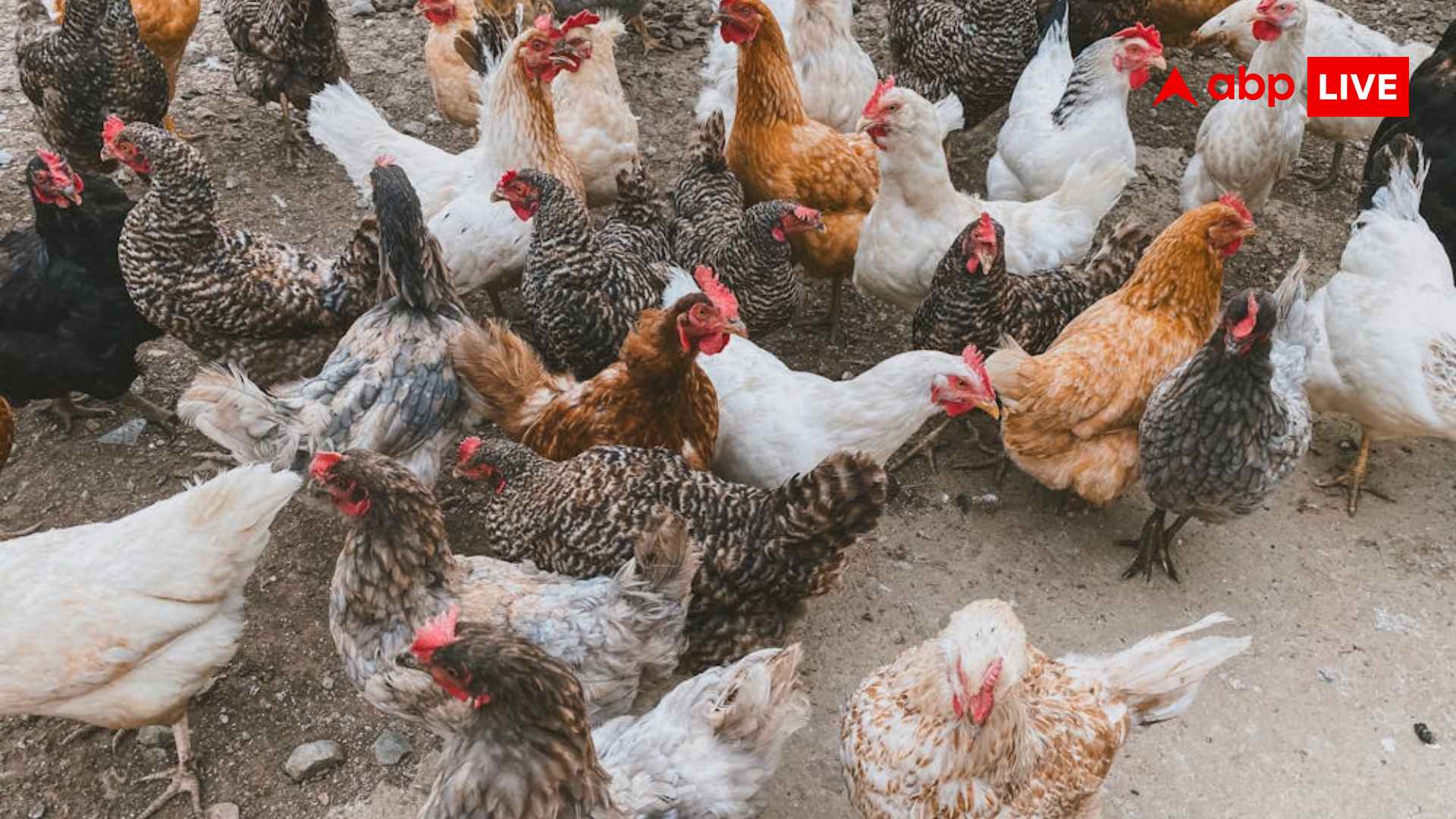 Poultry Farm Loan Yojana : गांव में शुरू करना चाहते हैं पोल्ट्री फार्म, इस योजना में मिलता है 9 लाख तक का लोन