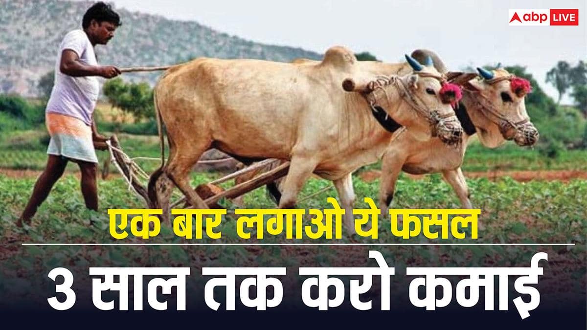 The Art of Baking: From Classic Bread to Artisan Pastries