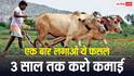 एक बार यह फसल लगाई तो 3 साल तक लगातार होगी कमाई, मेडिकल से ब्यूटी तक आता है काम