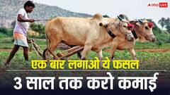 एक बार यह फसल लगाई तो 3 साल तक लगातार होगी कमाई, मेडिकल से ब्यूटी तक आता है काम
