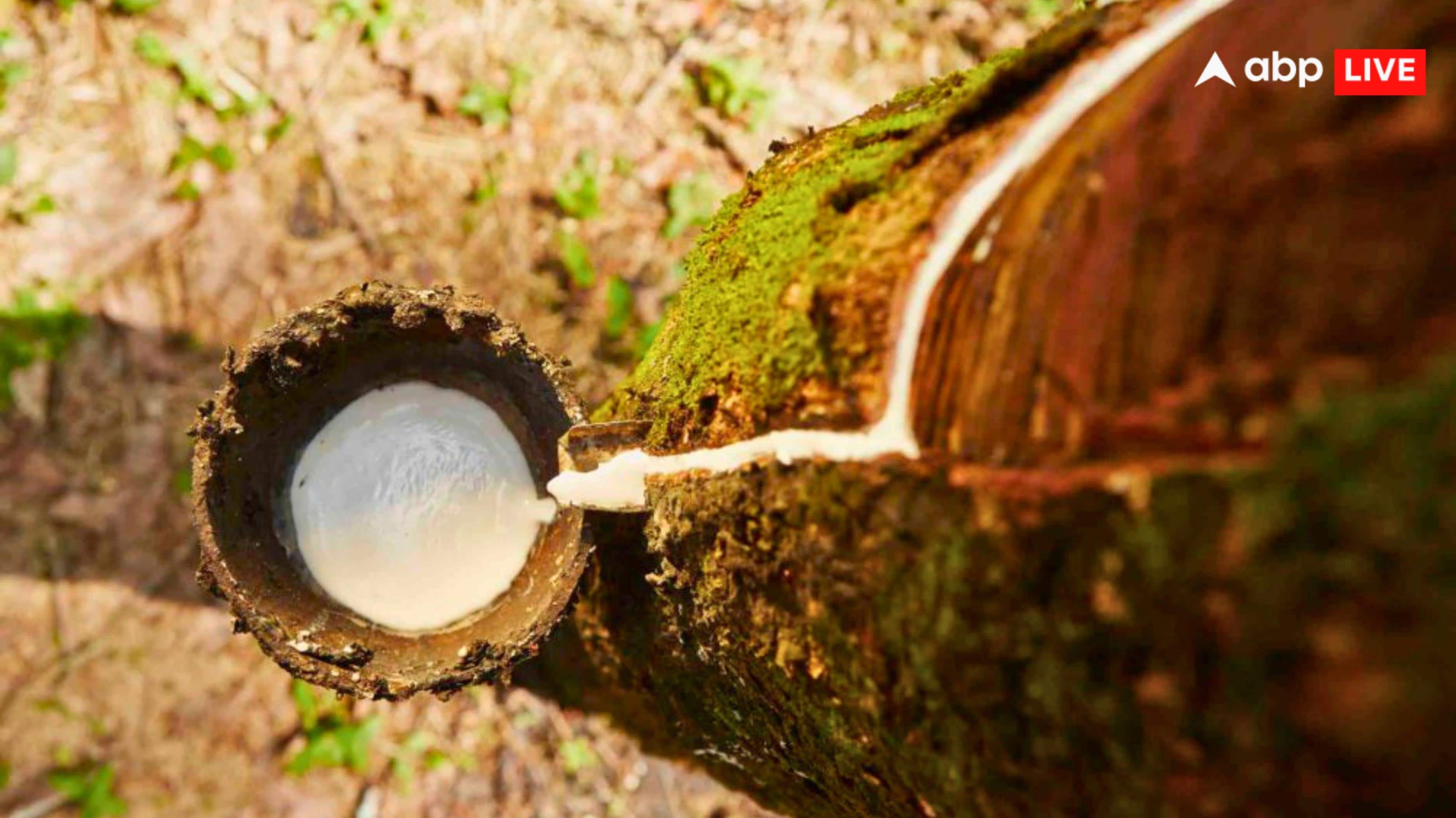 रबर के पेड़ के दूध से बनता कंडोम