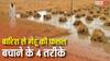 क्या बारिश से खराब हो रही आपकी गेहूं की फसल तो न हो परेशान, ये 4 तरीके करेंगे मदद