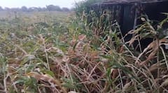 Latur Rain Update : लातूरच्या रेणापूर तालुक्यात गारपीट आणि वादळी वाऱ्याचा तडाखा; शेतीचे मोठे नुकसान, रस्ते बंद..