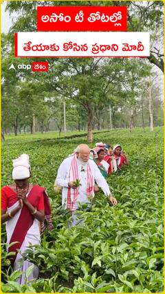 అసోం టీ తోటల్లో.. తేయాకు కోసిన ప్రధాని మోదీ