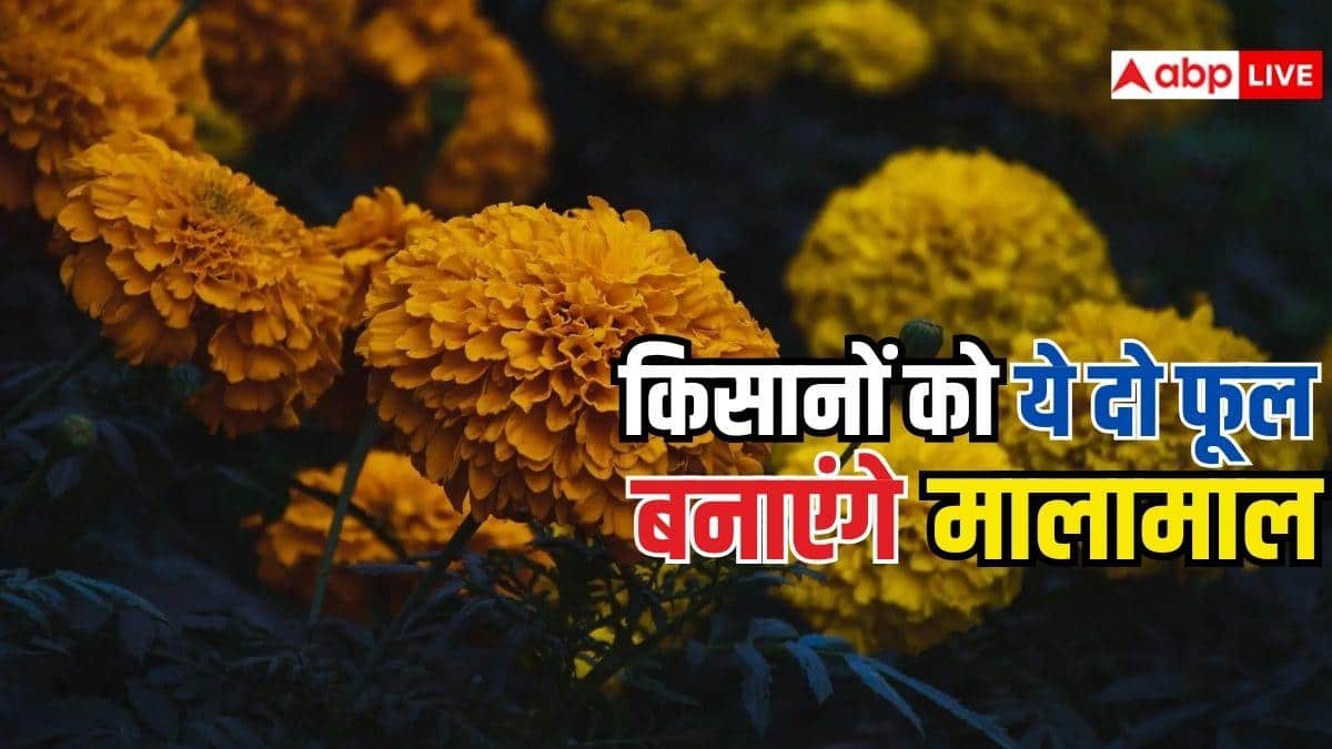 इन फूलों की रहती है भारी डिमांड, किसानों के लिए है तगड़े मुनाफे का सौदा