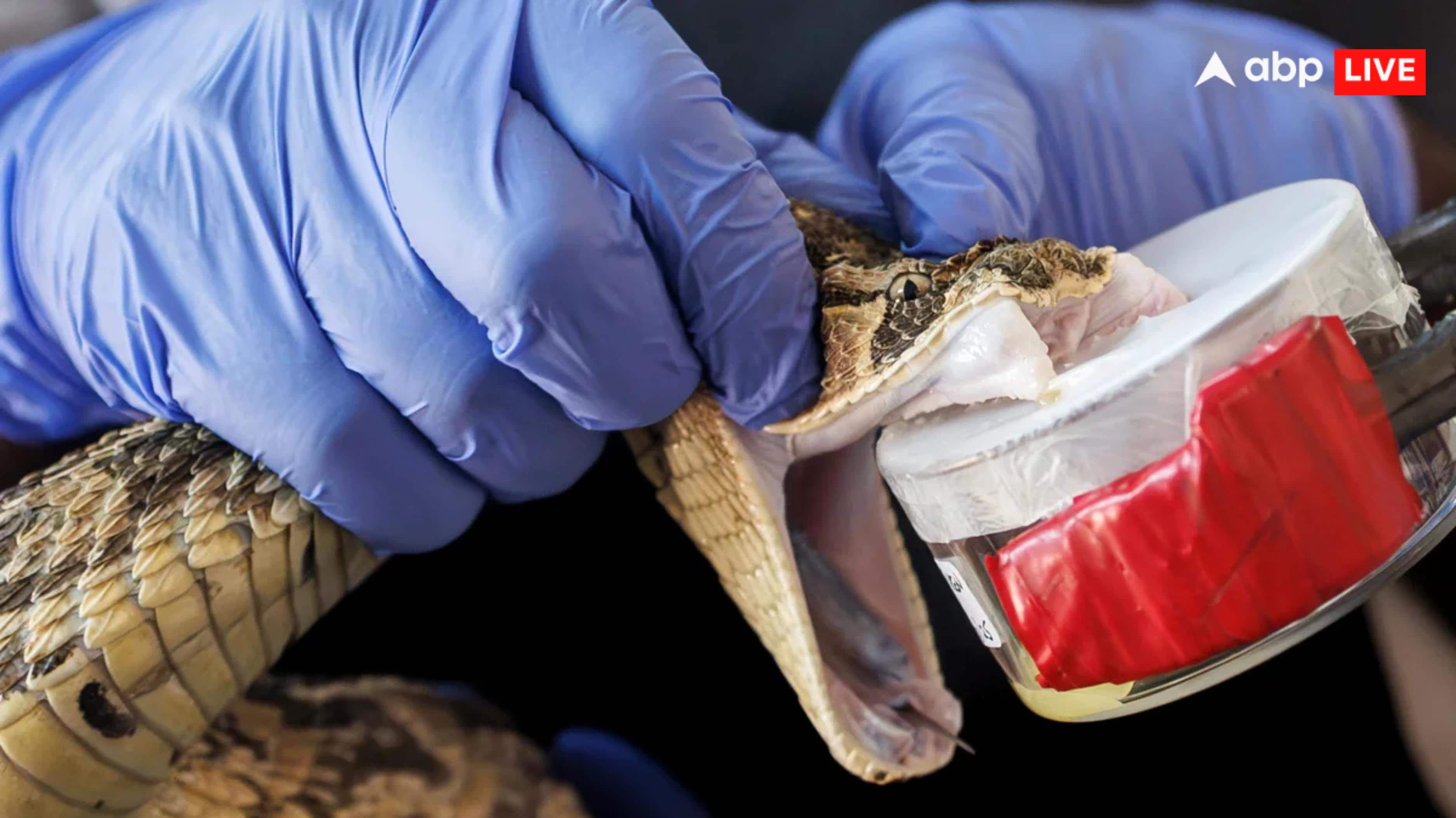 Snake venom is used extensively in rave parties in India.