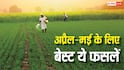 कम समय में ज्यादा कमाई चाहिए? अप्रैल-मई में उगाएं ये बेस्ट फसलें