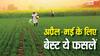 कम समय में ज्यादा कमाई चाहिए? अप्रैल-मई में उगाएं ये बेस्ट फसलें