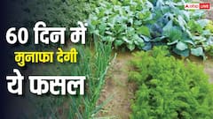 गर्मियों में इस सब्जी को उगाएं, 60 दिन में मुनाफा कमाएं