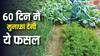 गर्मियों में इस सब्जी को उगाएं, 60 दिन में मुनाफा कमाएं