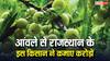 राजस्थान के इस शख्स ने 15 रुपये के आंवले से कमाए करोड़ों, सक्सेस स्टोरी कर देगी इंस्पायर