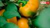 Colorful Vegetables Farming: कम वक्त में ज्यादा मुनाफा चाहिए तो करें इस रंगीन सब्जी की खेती, लगातार बढ़ रही इसकी डिमांड