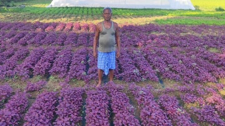 क्यारियों के बीच 25 से 30 सेंटीमीटर की दूरी रखने से पौधों को फैलने की पूरी जगह मिलती है. जिससे फसल की क्वालिटी बेहतर होती है. बस एक बात का खास ध्यान रखें कि खेत में पानी जमा न हो पाए. क्योंकि जलभराव इस नाजुक फसल का सबसे बड़ा दुश्मन है और इससे जड़ें सड़ सकती हैं.