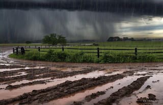 Gujarat Rain Update:  માવઠાની આગાહી વચ્ચે રાજ્યના પોરબંદર સહિતના  જિલ્લામાં વરસ્યો કમોસમી વરસાદ