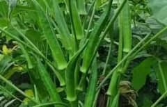 ਗਰਮੀਆਂ ਵਿੱਚ ਲਾਓ ਆਹ ਸਬਜ਼ੀਆਂ, 60 ਦਿਨਾਂ ‘ਚ ਕਮਾਓ ਮੁਨਾਫਾ