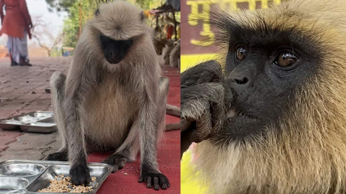 Hanuman Jayanti Bhandara Video Goes Viral As ‘Vanar Sena’ Enjoys A Special Feast In Maharashtra
