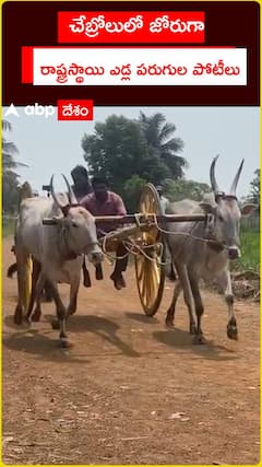 చేబ్రోలులో జోరుగా.. రాష్ట్రస్థాయి ఎడ్ల పరుగుల పోటీలు