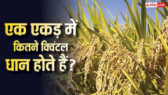 1 एकड़ में कितने क्विंटल धान होता है, किसान भाई जान लें हिसाब-किताब 1 एकड़ में कितने क्विंटल धान होता है, किसान भाई जान लें हिसाब-किताब