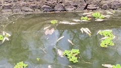 Panchganga River Pollution: कोल्हापूरपासून शिरोळपर्यंत पंचगंगा नदीची झाली विषारी गटारगंगा; अवघ्या15 दिवसांत दुसऱ्यांदा मृत माशांचा खच, औद्योगिक विषारी सांडपाणी थेट नदीत