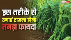इस तरीके से करेंगे राजमा की खेती तो अच्छी होगी पैदावार, जान लें काम की बात