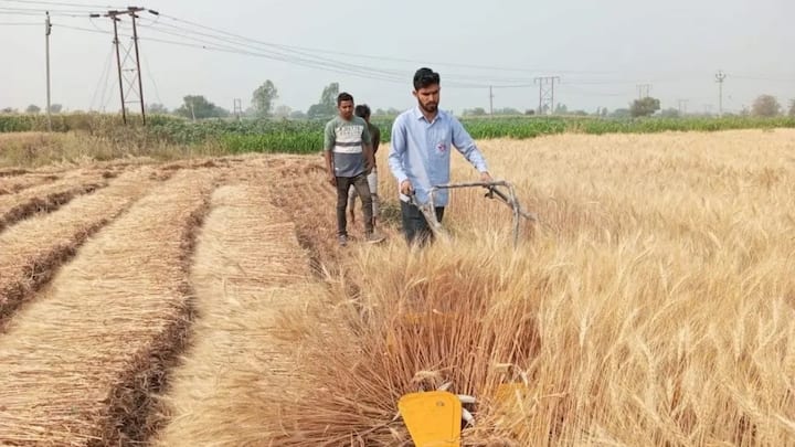 आखिर में हार्वेस्टिंग की सही टाइमिंग ही यह तय करती है कि आपकी साल भर की कमाई कितनी होगी. जब दानों में हल्की नमी हो तभी कटाई करना सबसे बेस्ट रिजल्ट देता है. सही तरीके से सुखाई गई और साफ-सुथरी फसल मंडी में आपको सबसे ऊंचा और मुनाफे वाला रेट दिलाती है.