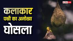 गर्मी में ठंडा और सर्दियों में गर्म, इस पक्षी के घोसले में होते हैं अलग-अलग कमरे, कहलाता है बेस्ट आर्किटेक्ट
