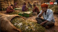 राजस्थान: मिडिल ईस्ट युद्ध से सोजत की मेहंदी इंडस्ट्री बेहाल, संकट में हजारों मजदूरों की रोजी-रोटी