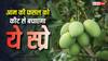 बाग में तैयार आम की फसल में लग न जाएं कीट, करें ये स्प्रे; जानें दवा और सही मात्रा
