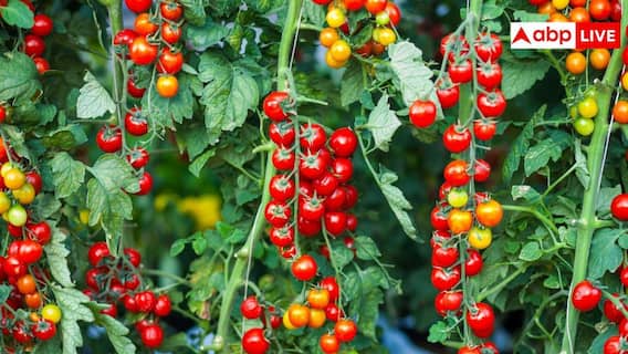 Farming: चेरी टोमेटो की खेती कर देगी आपको मालामाल, जानें इसे उगाने का परफेक्ट तरीका Farming: चेरी टोमेटो की खेती कर देगी आपको मालामाल, जानें इसे उगाने का परफेक्ट तरीका