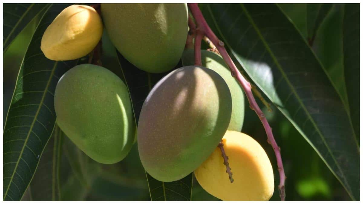 West Asia War Effect on Mango Exports: పశ్చిమాసియా యుద్దంతో మామిడి ఎగుమతిదారులకు కష్టం!కంటైనర్ల కొరతతో భారీగా పెరిగిన రవాణా ఛార్జీలు!
