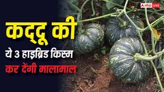 कद्दू की इन 3 हाइब्रिड किस्मों ने मचाया तहलका, एक सीजन में ही किसानों को बना देंगी मालामाल