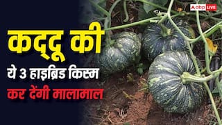 कद्दू की इन 3 हाइब्रिड किस्मों ने मचाया तहलका, एक सीजन में ही किसानों को बना देंगी मालामाल