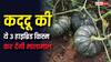 कद्दू की इन 3 हाइब्रिड किस्मों ने मचाया तहलका, एक सीजन में ही किसानों को बना देंगी मालामाल