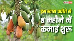 लाल सोने से कम नहीं है ये वाला पपीता, 8 महीने में शुरू होगी कमाई, तगड़े प्रॉफिट के लिए ऐसे करें बुवाई