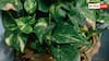 Home Gardening Tips: क्या मनी प्लांट की वजह से घर में बढ़ जाते हैं कीड़े? जानें इससे बचने के आसान तरीके