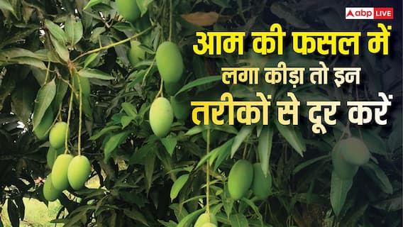क्या आम की फसल में लग गया कीड़ा? कृषि विभाग के ये टिप्स दूर कर देंगे दिक्कत क्या आम की फसल में लग गया कीड़ा? कृषि विभाग के ये टिप्स दूर कर देंगे दिक्कत