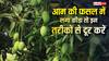 क्या आम की फसल में लग गया कीड़ा? कृषि विभाग के ये टिप्स दूर कर देंगे दिक्कत