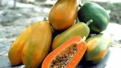 Red Glow Papaya : ਲਾਲ ਸੋਨੇ ਤੋਂ ਘੱਟ ਨਹੀਂ ਇਹ ਪਪੀਤਾ , 8 ਮਹੀਨਿਆਂ 'ਚ ਸ਼ੁਰੂ ਹੋਵੇਗੀ ਕਮਾਈ