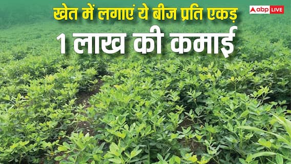 कम पानी और कम मेहनत, फिर भी 2 लाख की कमाई, इस सीजन तेल के इन बीजों को खेत में उगाएं कम पानी और कम मेहनत, फिर भी 2 लाख की कमाई, इस सीजन तेल के इन बीजों को खेत में उगाएं