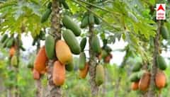 Red Glow Papaya : ਲਾਲ ਸੋਨੇ ਤੋਂ ਘੱਟ ਨਹੀਂ ਇਹ ਪਪੀਤਾ , 8 ਮਹੀਨਿਆਂ 'ਚ ਸ਼ੁਰੂ ਹੋਵੇਗੀ ਕਮਾਈ