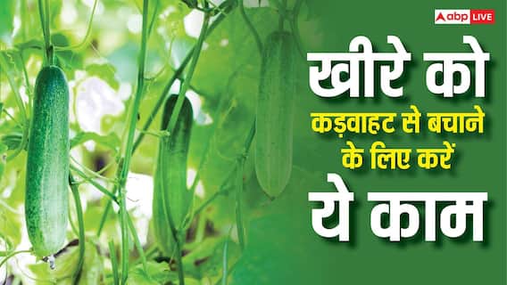 इस वजह से खीरे में आ जाती है कड़वाहट, इन बातों का रखेंगे ध्यान तो बर्बाद होने से बच जाएगी फसल इस वजह से खीरे में आ जाती है कड़वाहट, इन बातों का रखेंगे ध्यान तो बर्बाद होने से बच जाएगी फसल