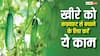 इस वजह से खीरे में आ जाती है कड़वाहट, इन बातों का रखेंगे ध्यान तो बर्बाद होने से बच जाएगी फसल
