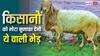 एक साल में एक से चार मेमने और दूध भी ज्यादा, किसानों का तगड़ा फायदा कराएगी अविशान नस्ल की भेड़