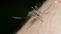 Mosquito Sound: रात में ही क्यों सुनाई देती है मच्छरों की भिन-भिन, दिन होते ही कहां हो जाते हैं गायब?