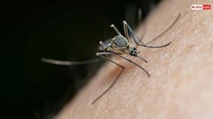 Mosquito Sound: रात में ही क्यों सुनाई देती है मच्छरों की भिन-भिन, दिन होते ही कहां हो जाते हैं गायब?