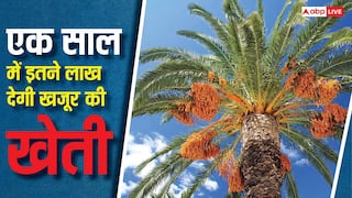 एक एकड़ में हर साल होगी 6 से 12 लाख की कमाई, किसान ऐसे शुरू करें खजूर की खेती