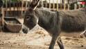 Donkey Intelligence: गधे हो क्या... घोड़े से ज्यादा होता है समझदार, लेकिन सिर्फ 'डंकी' ही क्यों है बदनाम?