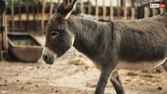 Donkey Intelligence: गधे हो क्या... घोड़े से ज्यादा होता है समझदार, लेकिन सिर्फ 'डंकी' ही क्यों है बदनाम?