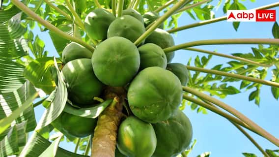 Hybrid Papaya Farming: कम लागत में कमाना है ज्यादा मुनाफा, किसान ऐसे शुरू करें हाइब्रिड पपीते की खेती Hybrid Papaya Farming: कम लागत में कमाना है ज्यादा मुनाफा, किसान ऐसे शुरू करें हाइब्रिड पपीते की खेती